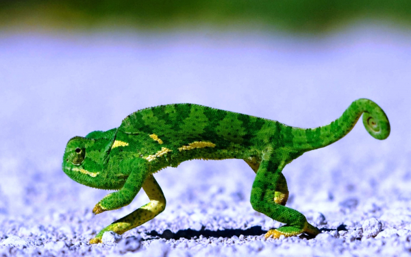 Хамелеон шагает по земле