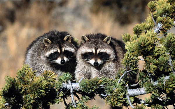 Сладкая парочка