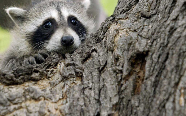 Енот в засаде