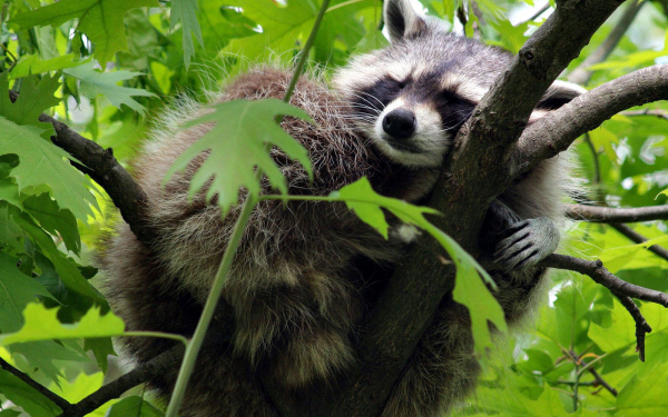 После вкусного обеда