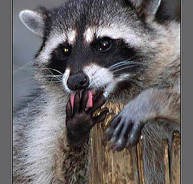 Прикольный енот