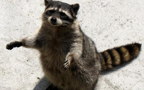 Енот полоскун