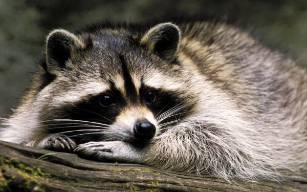 Енот отдыхает