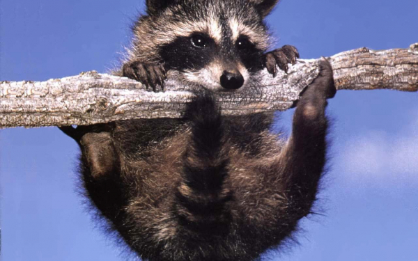 Енот на ветке