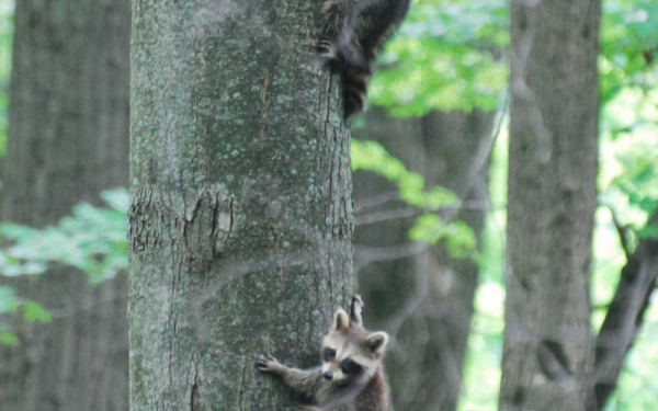 Еноты на дереве