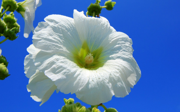 Цветок мальва белый