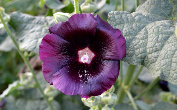 Цветок мальва фиолетовый