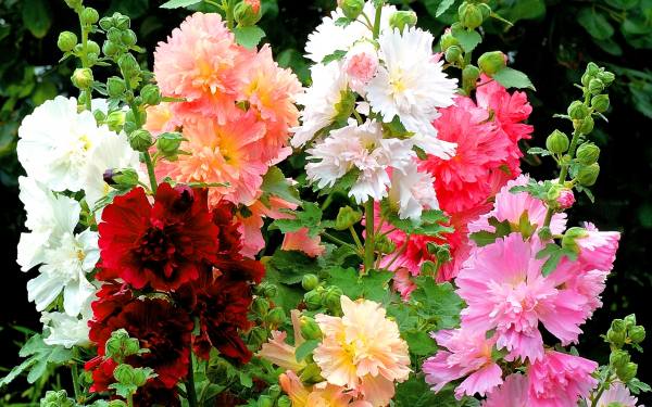 Цветы мальвы махровые, разноцветные