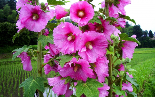 Цветы мальвы в каплях дождя