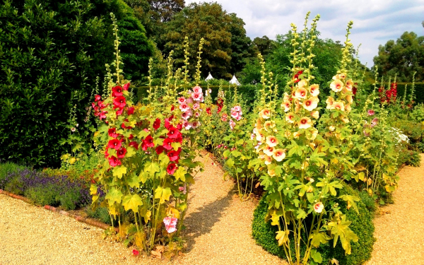 Цветы мальвы в парке