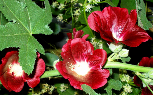 Цветы мальвы