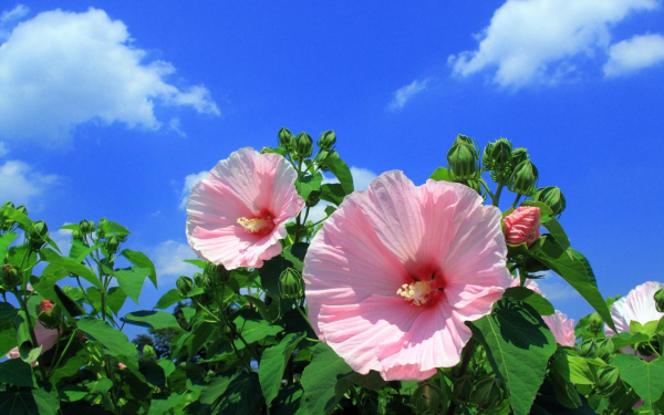 Цветы мальвы