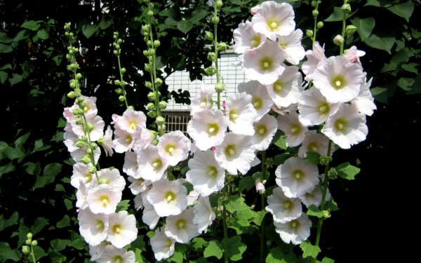 Мальвы белые