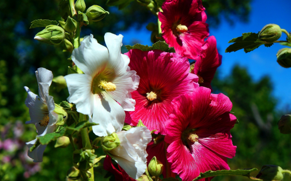 Белые и красные мальвы