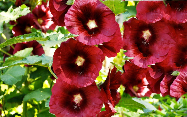 Красные мальвы