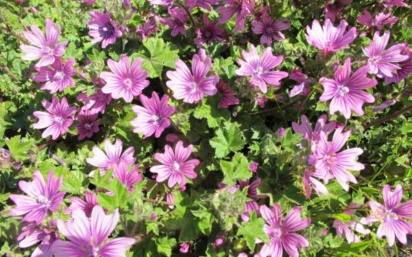 Лесные мальвы