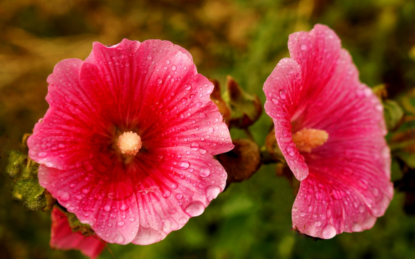 Мальвы в каплях дождя