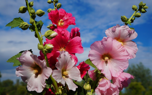 Разноцветные мальвы