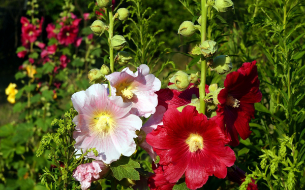 Розовые и красные мальвы