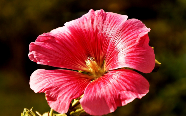 Цветок мальва