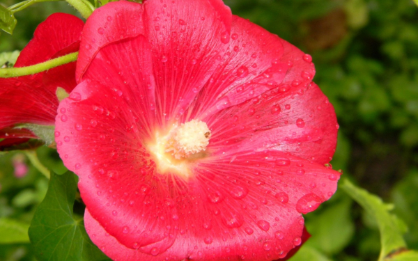 Мальва в каплях дождя