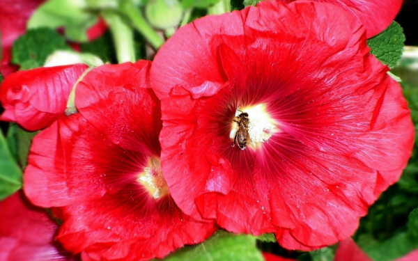 Мальвы красные