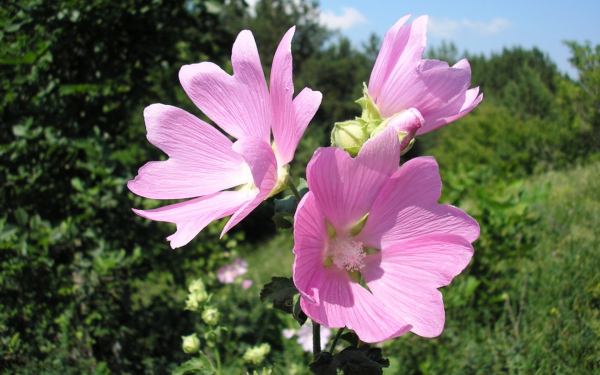 Мальвы лесные