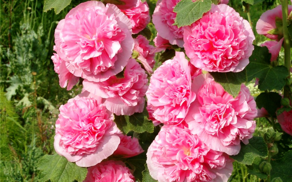 Мальвы махровые