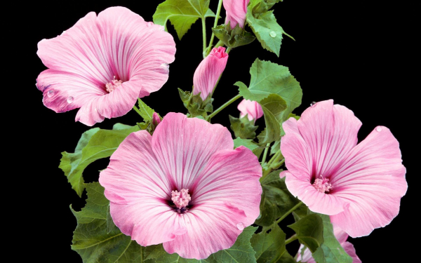 Мальвы розовые