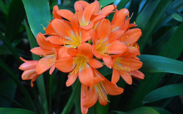 Цветение Кливии