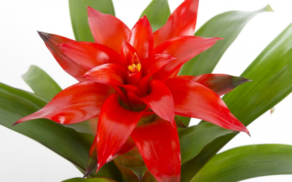 Цветок Гузмания