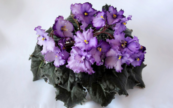 Фиалка Апачи Джевел