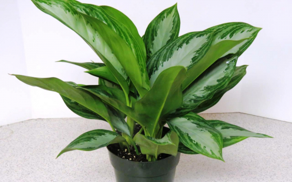 Аглаонема
