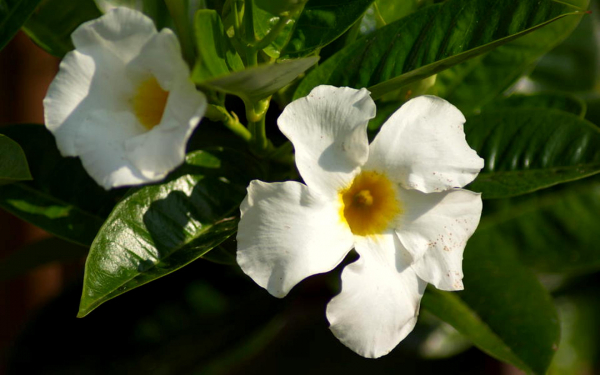 Белая мандевилла