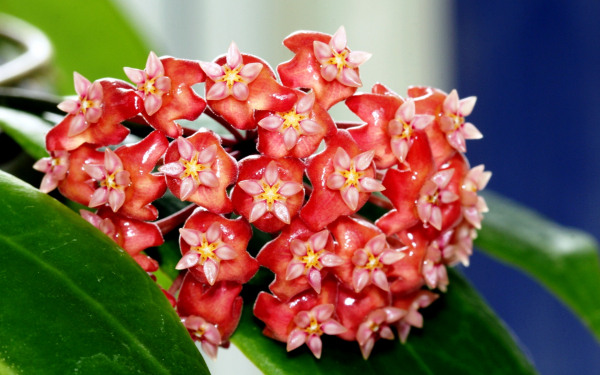 Восковой плющ хойя