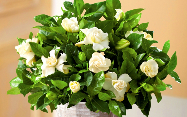 Гардения жасминовидная