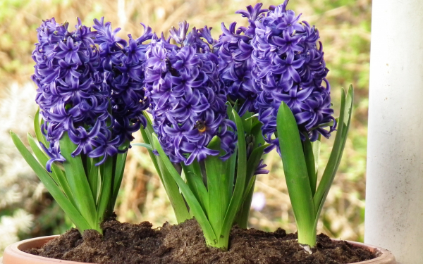 Гиацинты