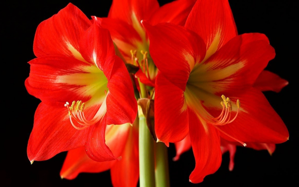 Гиппеаструм