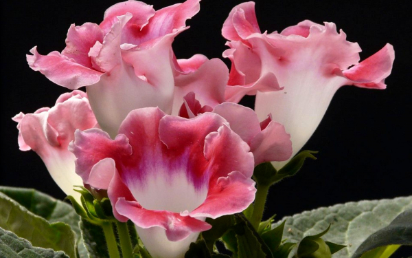 Глоксиния розовая