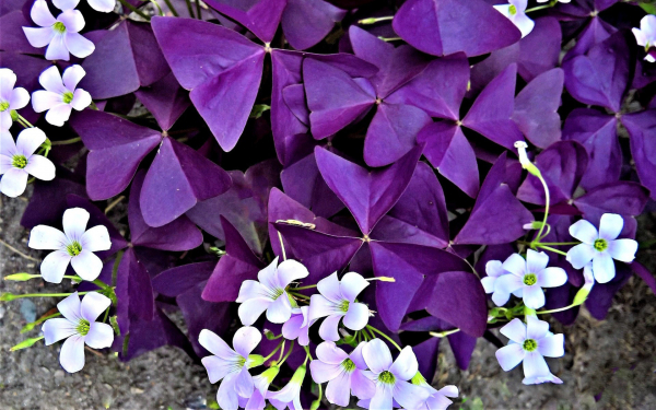 Кислица комнатная