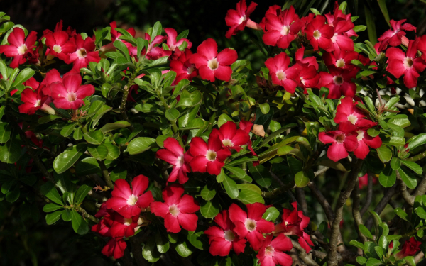 Красная мандевилла