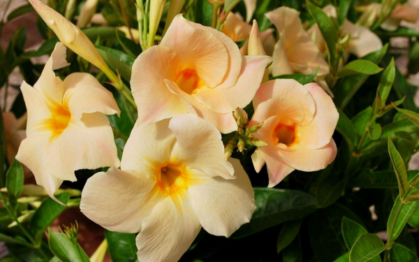 Мандевилла