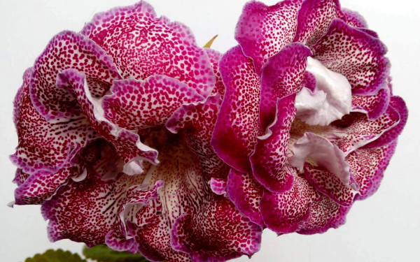 Махровая глоксиния