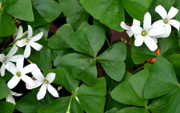 Оксалис зеленый