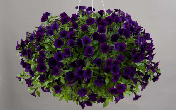 Петуния ампельная
