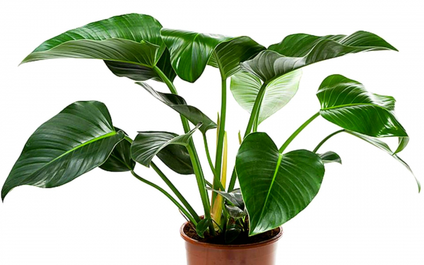 Филодендрон зеленый