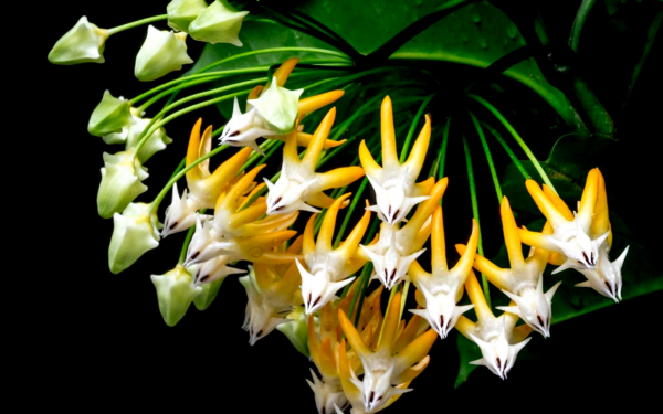 Хойя - восковой плющ