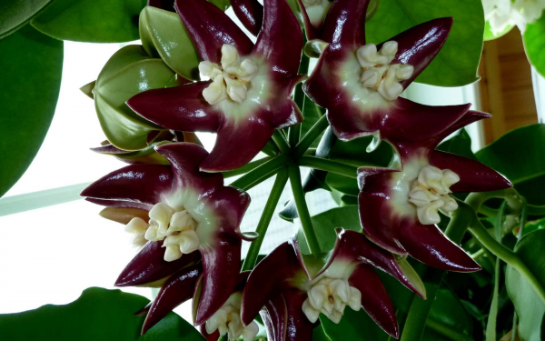 Хойя Империалис