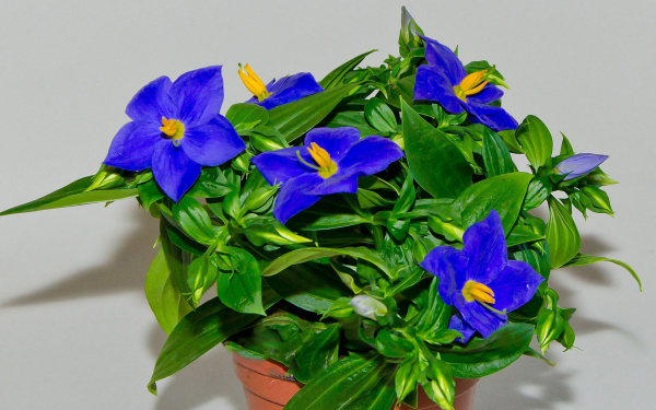 Экзакум синий