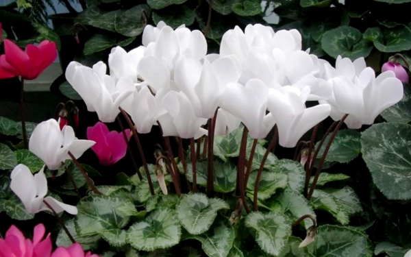 Цикламены комнатные